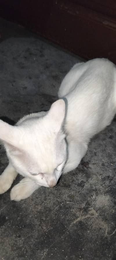 white domestic shorthair CAT