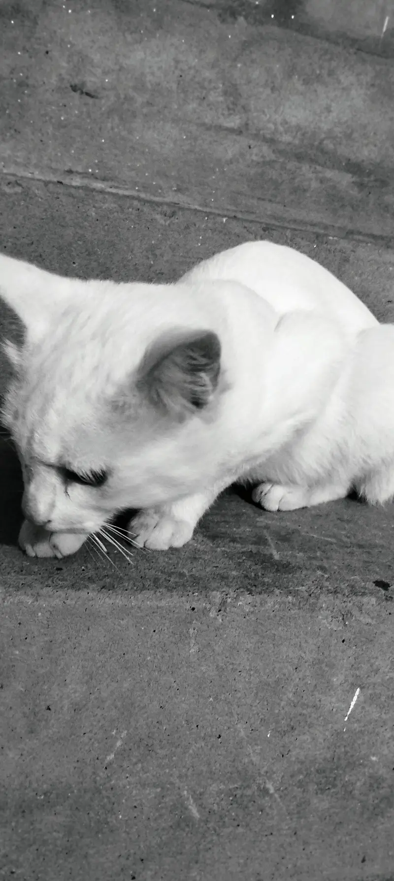 white domestic shorthair CAT — photo 2
