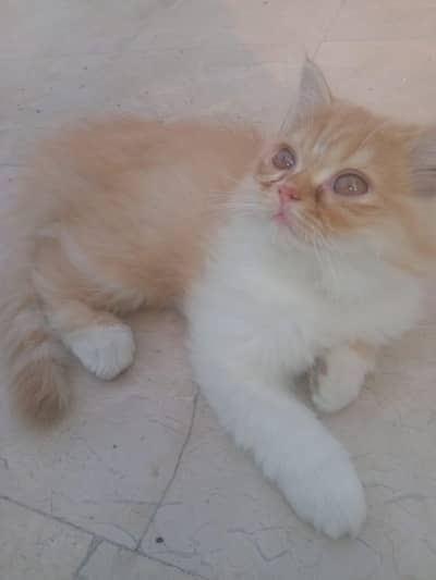male cat