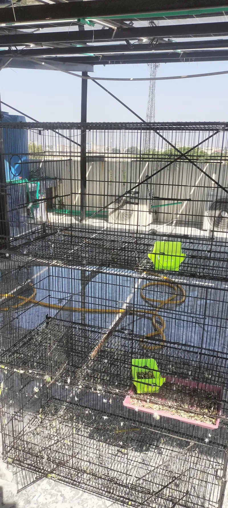 parrot cage for sale — photo 3