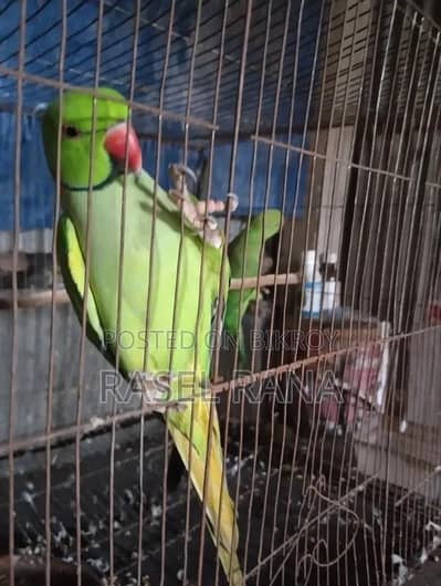 100% breeder. . . breed na kary pair wapis