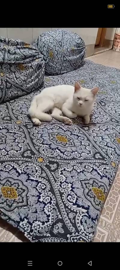 Persian white color tame cat