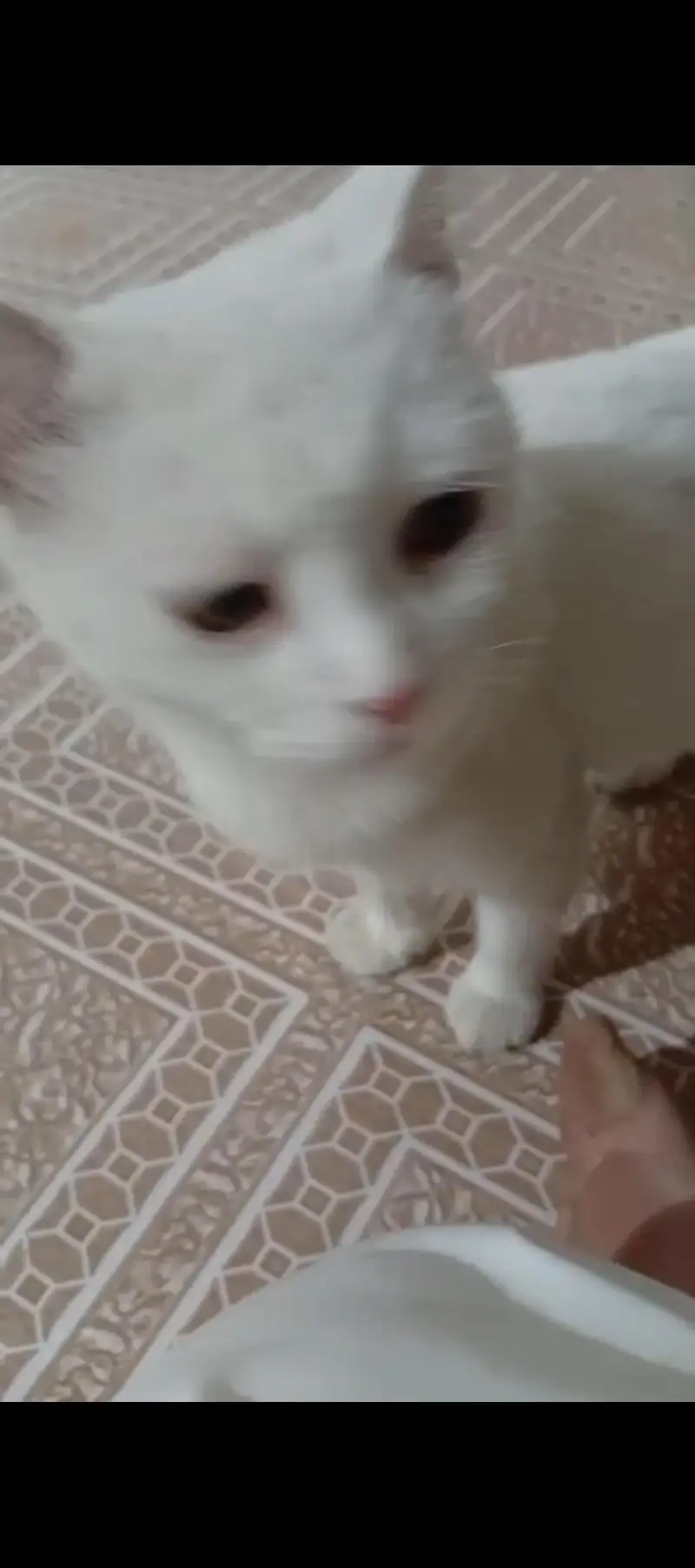 Persian white color tame cat — photo 2