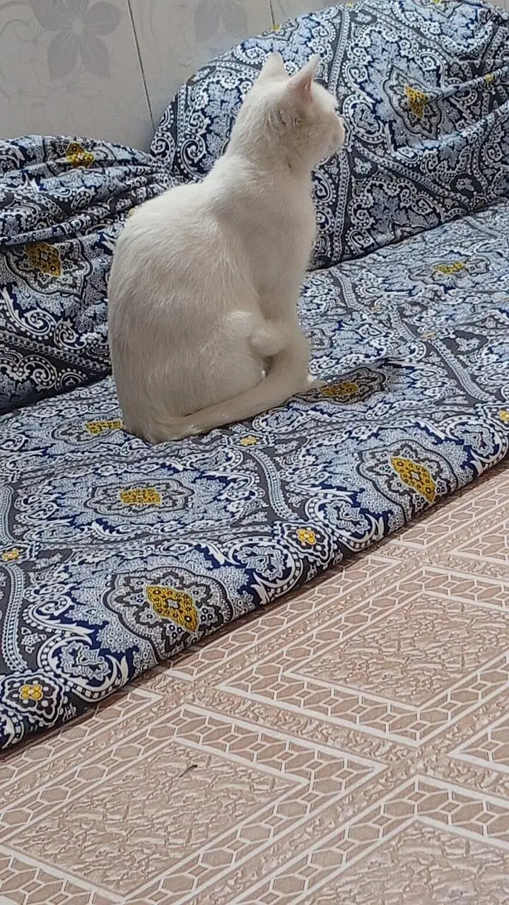 Persian white color tame cat — photo 3