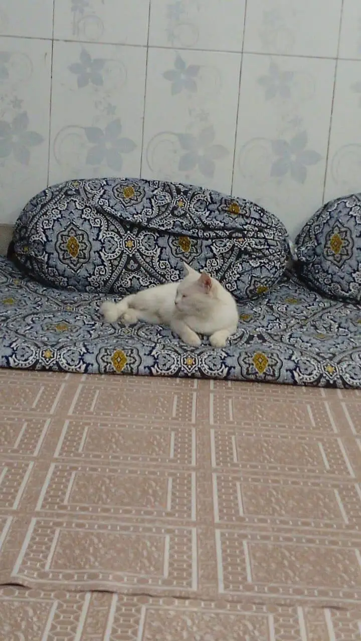 Persian white color tame cat — photo 4
