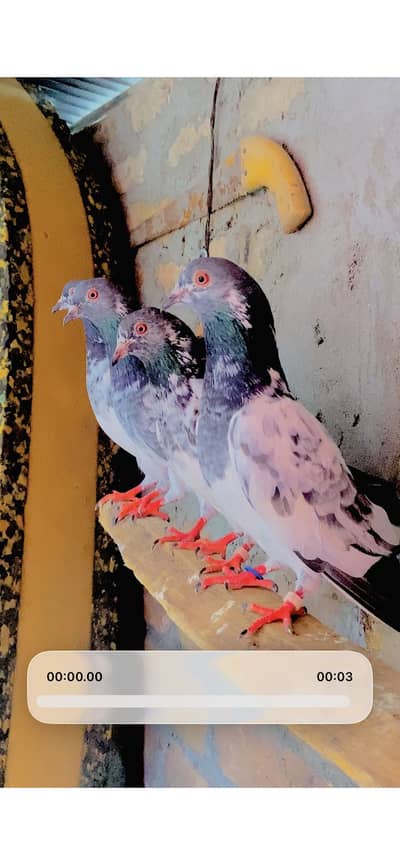 2  qasoori DUB WALA breeder joray