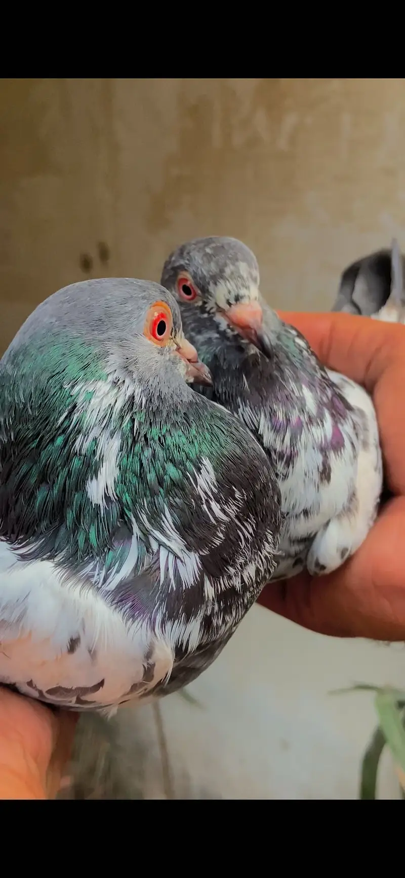 2  qasoori DUB WALA breeder joray — photo 2