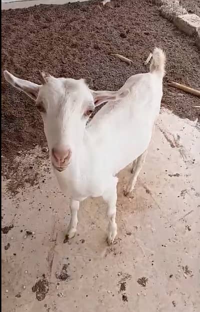 Good Quality Goat White Teddy Female Bakri Home Breed