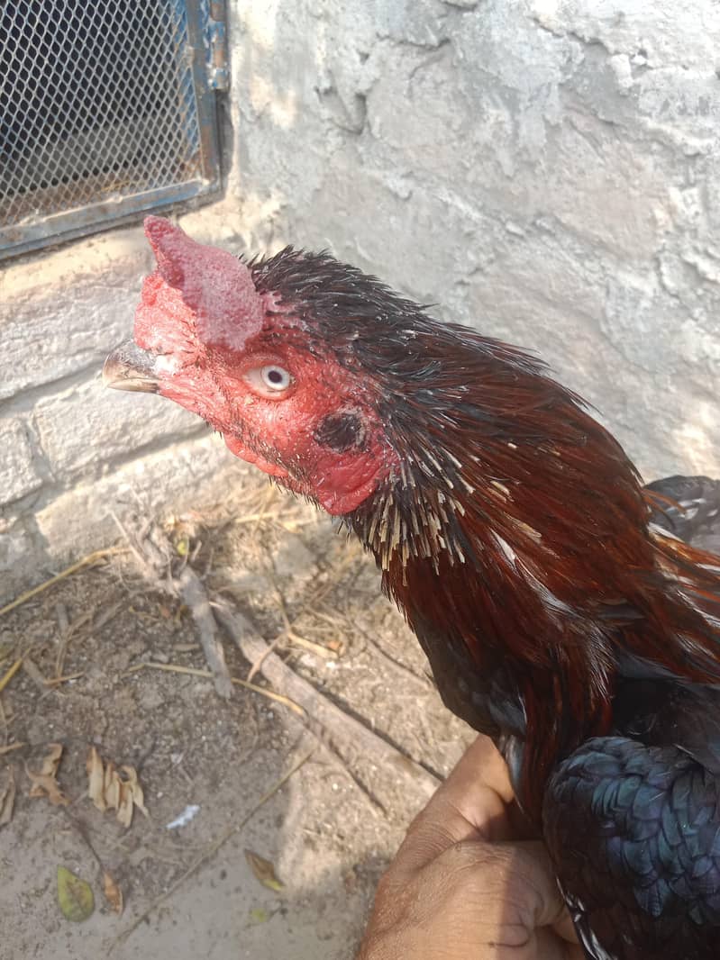 aseel murga 1