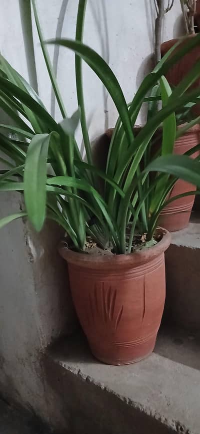 plants