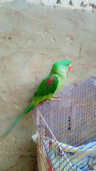 Pahari Tota