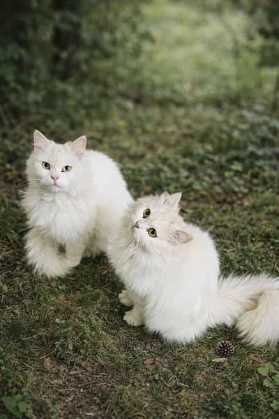cats for sale