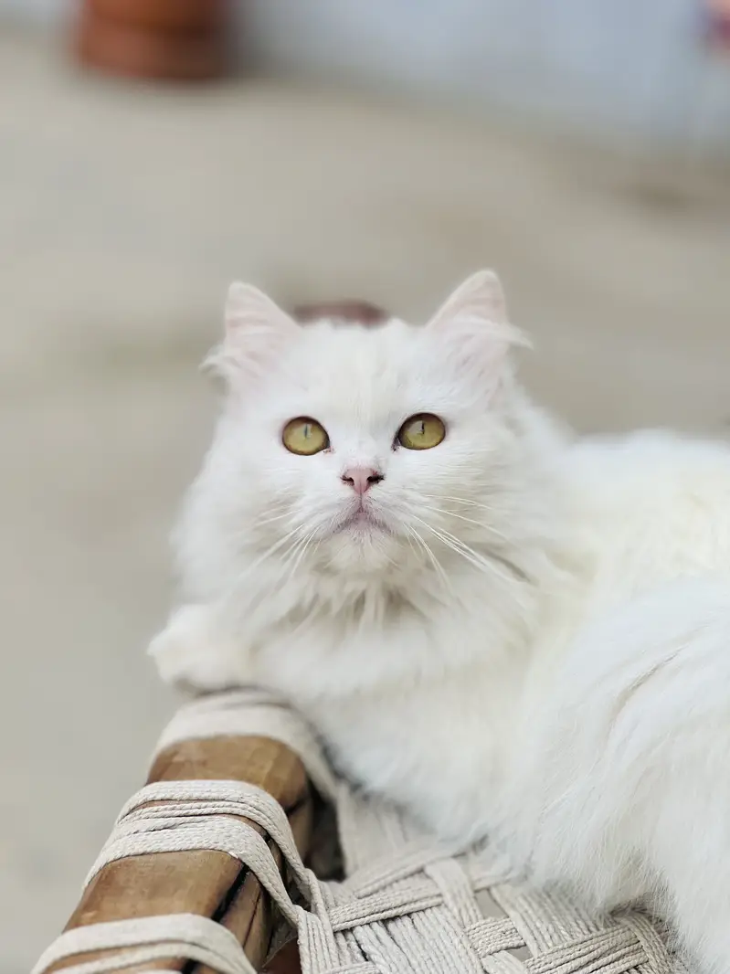 cats for sale — photo 2