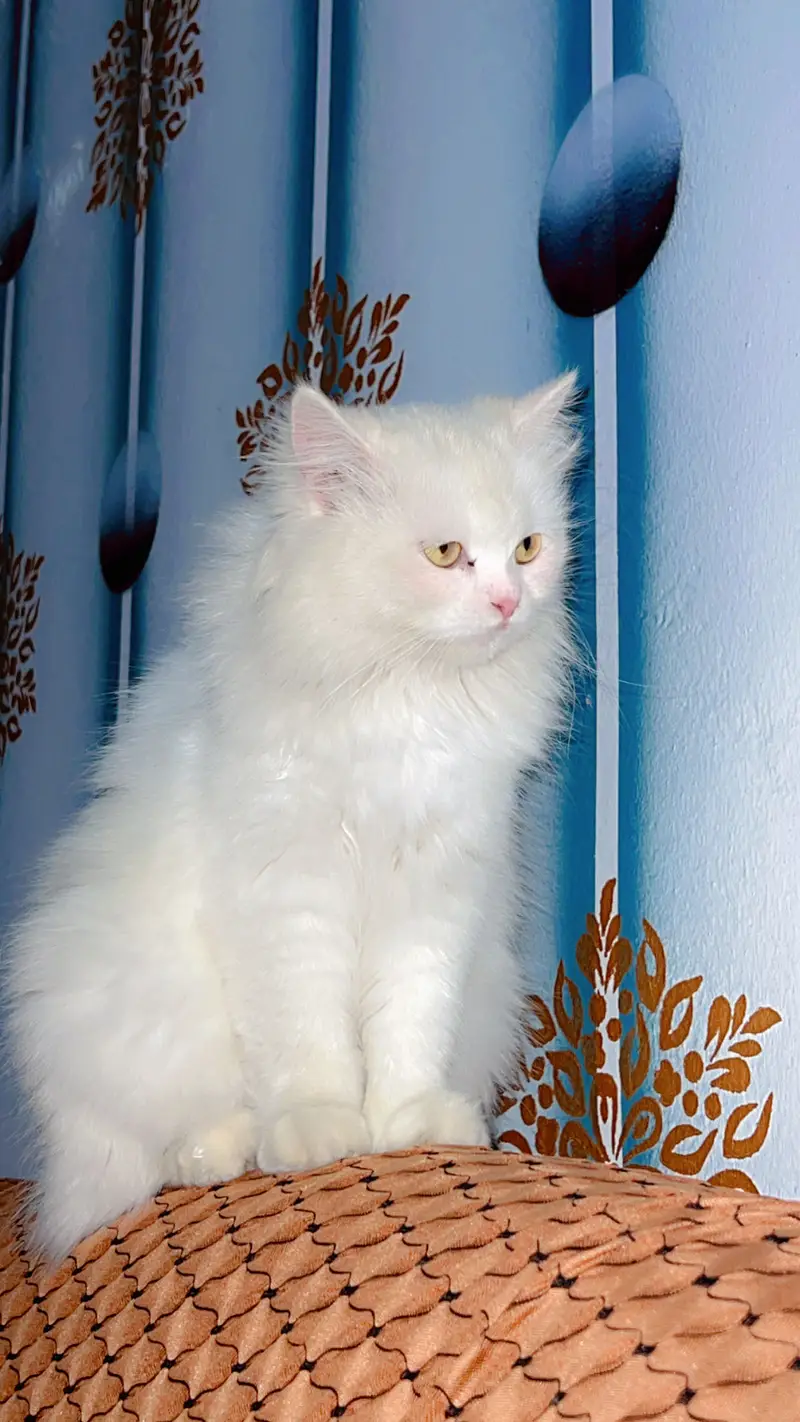 cats for sale — photo 3
