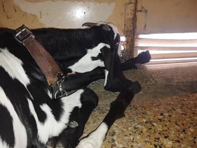 Bakri female