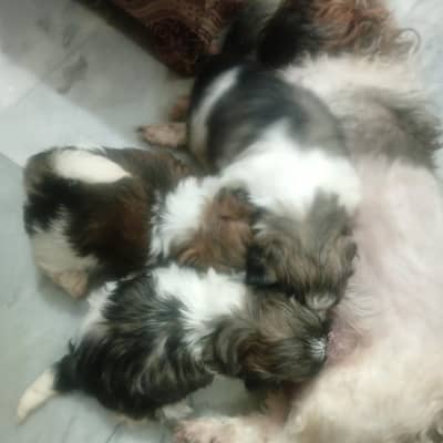 Shihtzu puppy