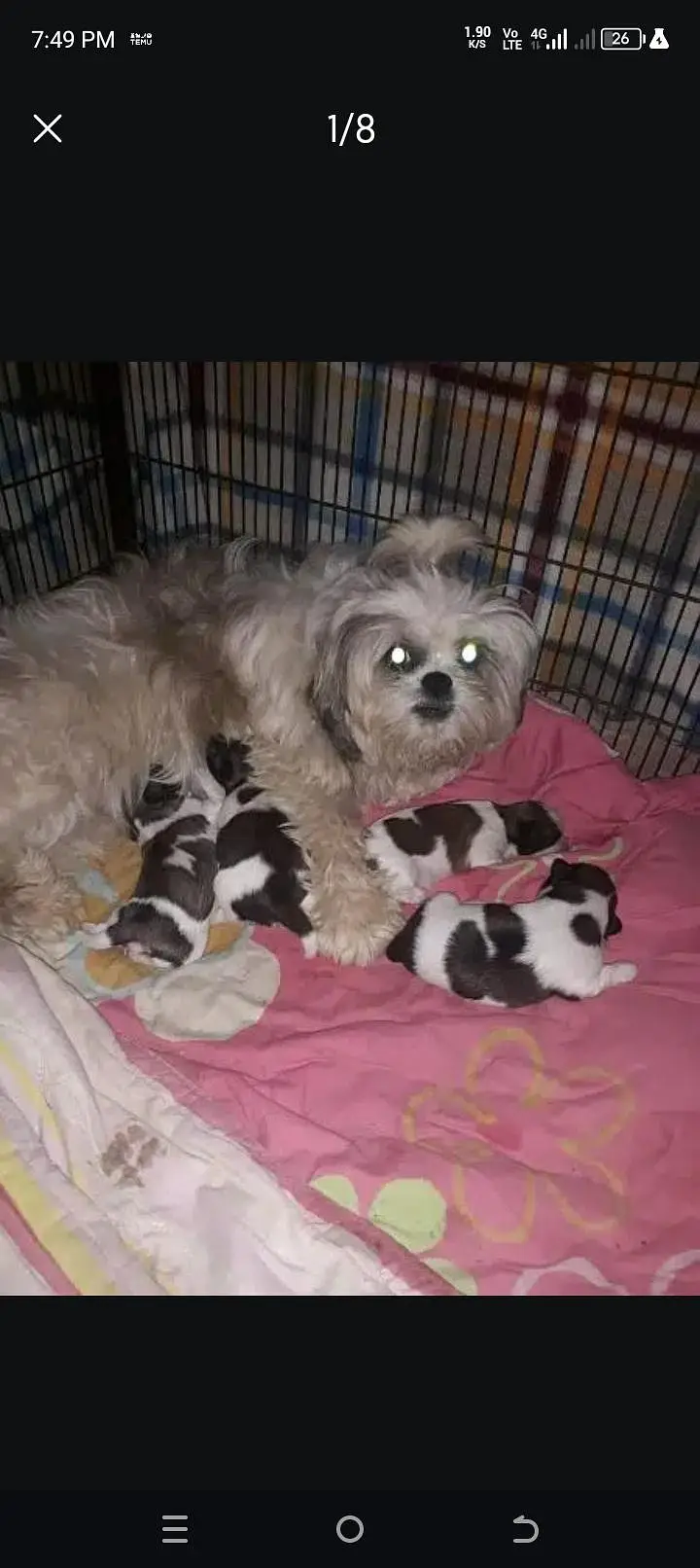 Shihtzu puppy — photo 2