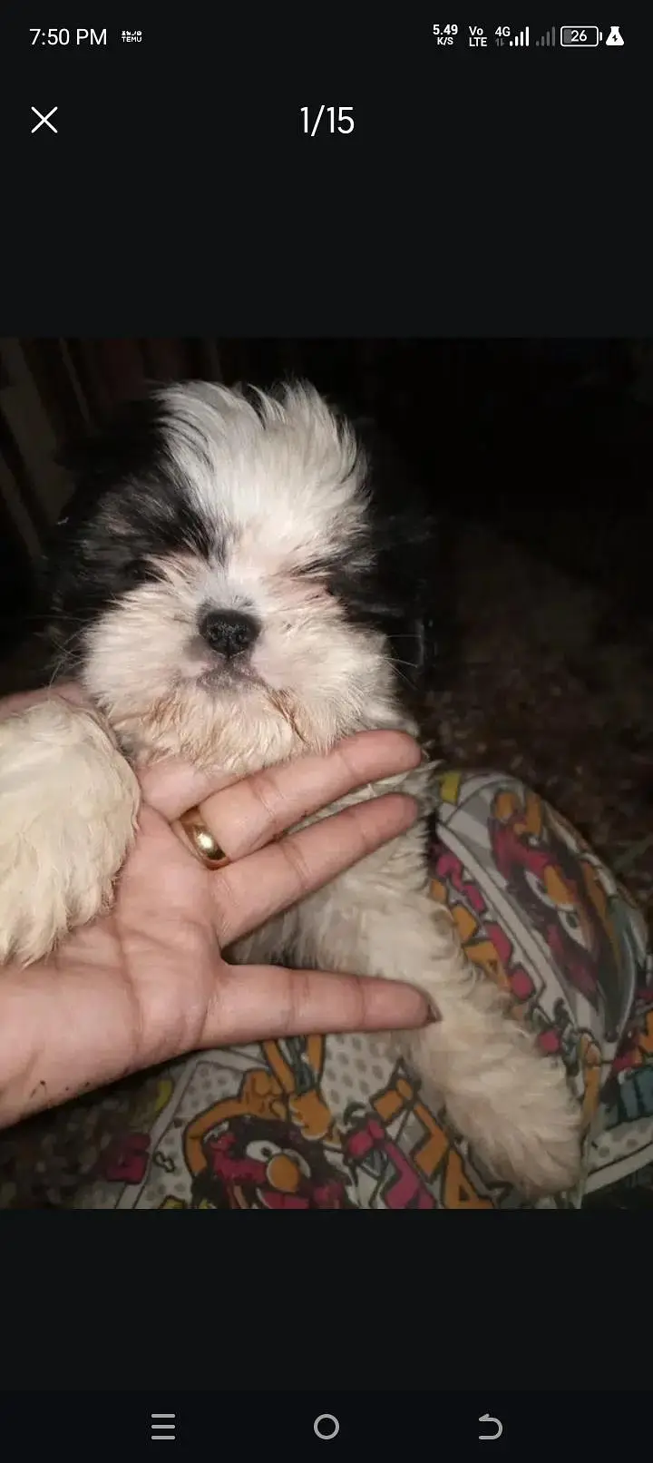 Shihtzu puppy — photo 3