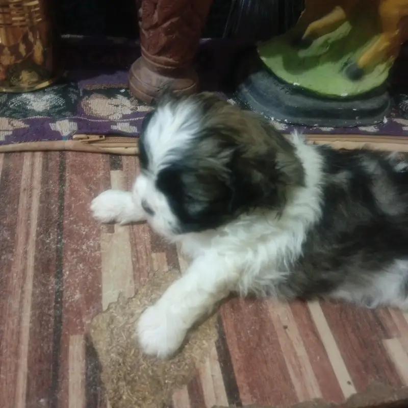 Shihtzu puppy — photo 4