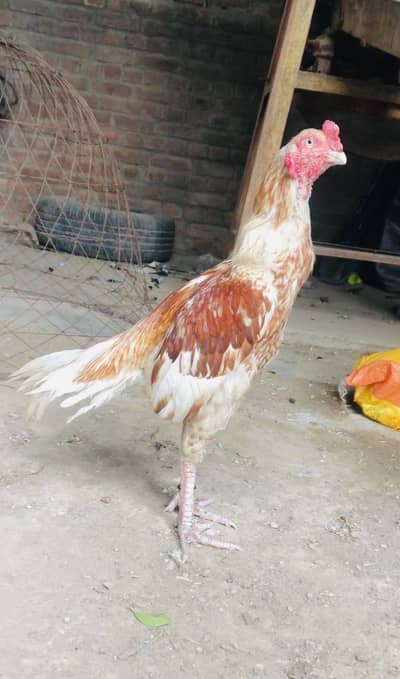 Aseel murga for sale