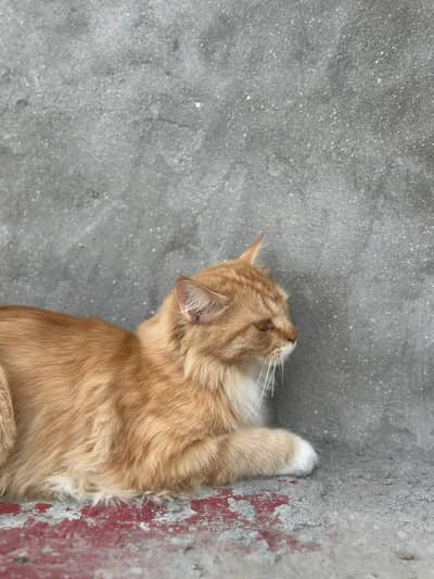 persian 2 coat eyes golden color ginger very friendly
