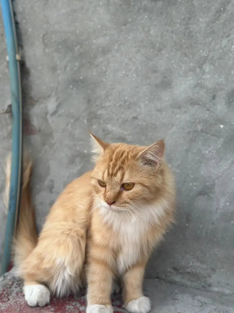 persian 2 coat eyes golden color ginger very friendly — photo 2