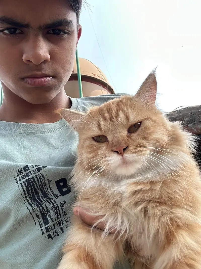 persian 2 coat eyes golden color ginger very friendly — photo 3