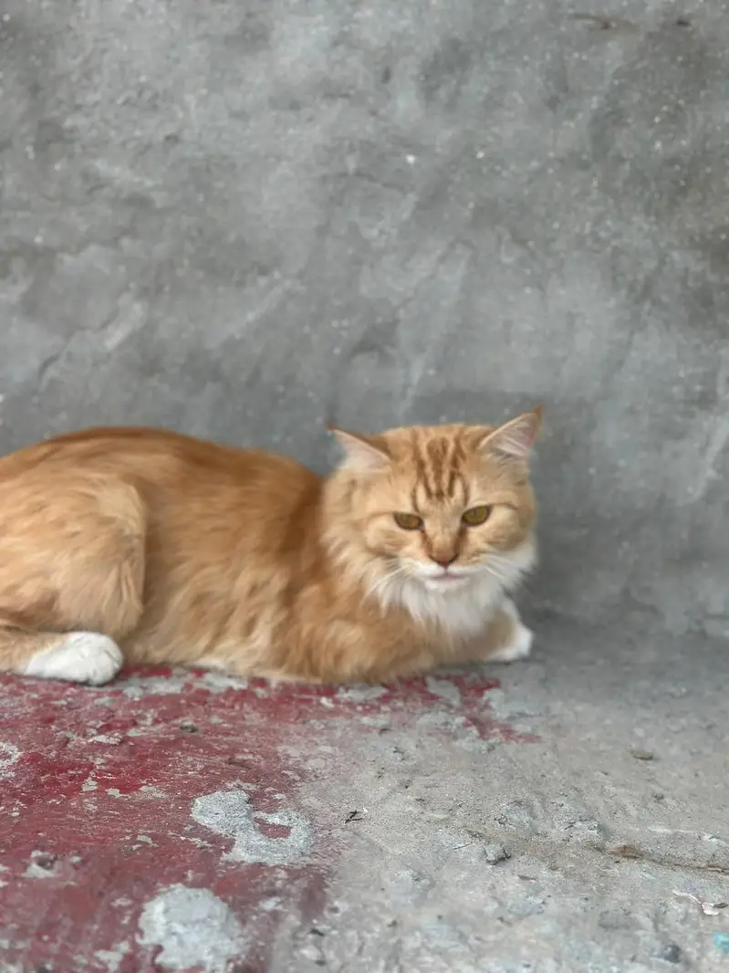 persian 2 coat eyes golden color ginger very friendly — photo 4