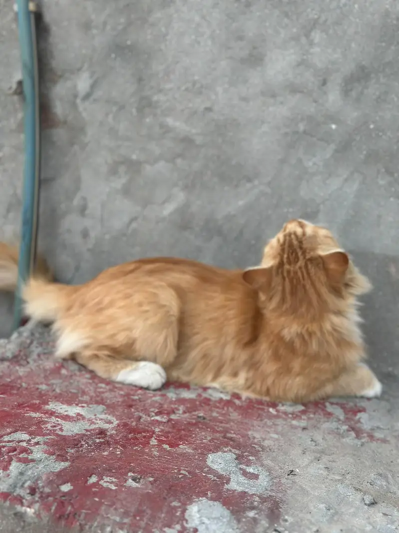 persian 2 coat eyes golden color ginger very friendly — photo 5