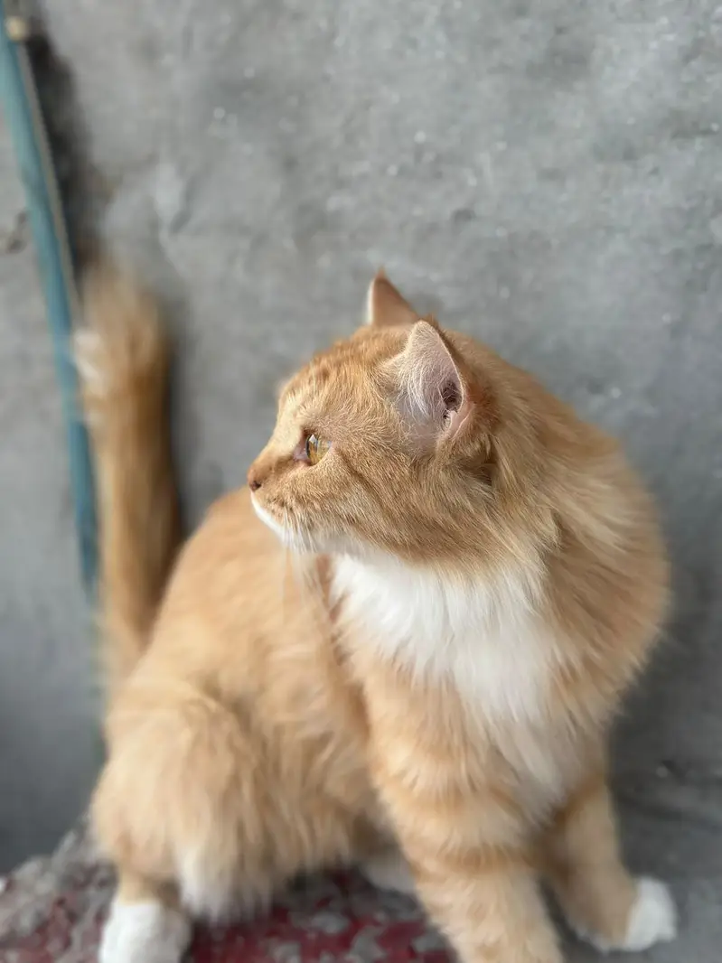 persian 2 coat eyes golden color ginger very friendly — photo 6