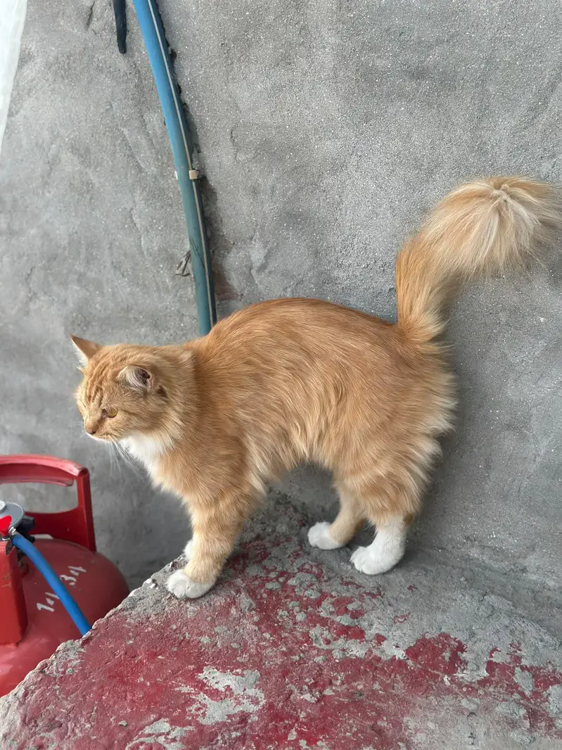 persian 2 coat eyes golden color ginger very friendly — photo 7