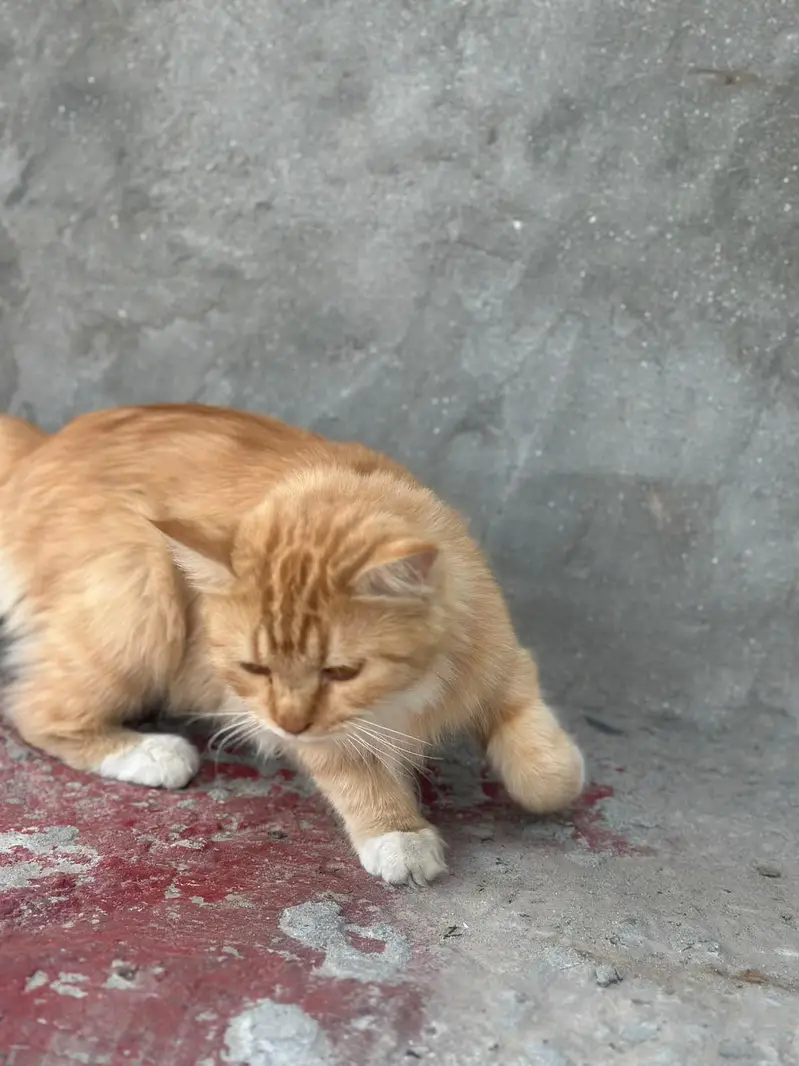 persian 2 coat eyes golden color ginger very friendly — photo 8