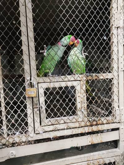 raw parrot pair