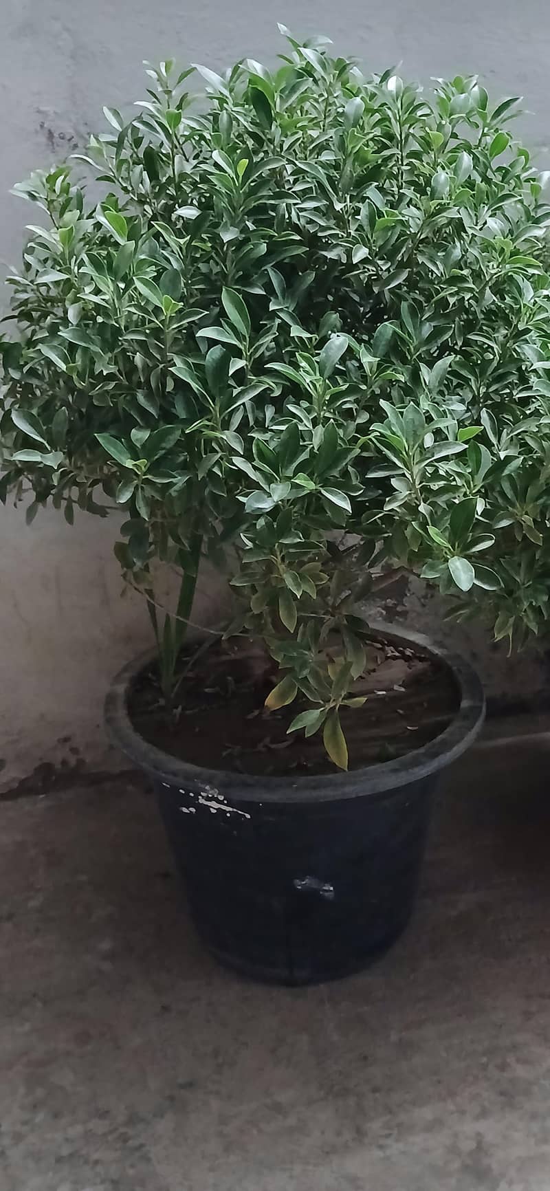 plant 0
