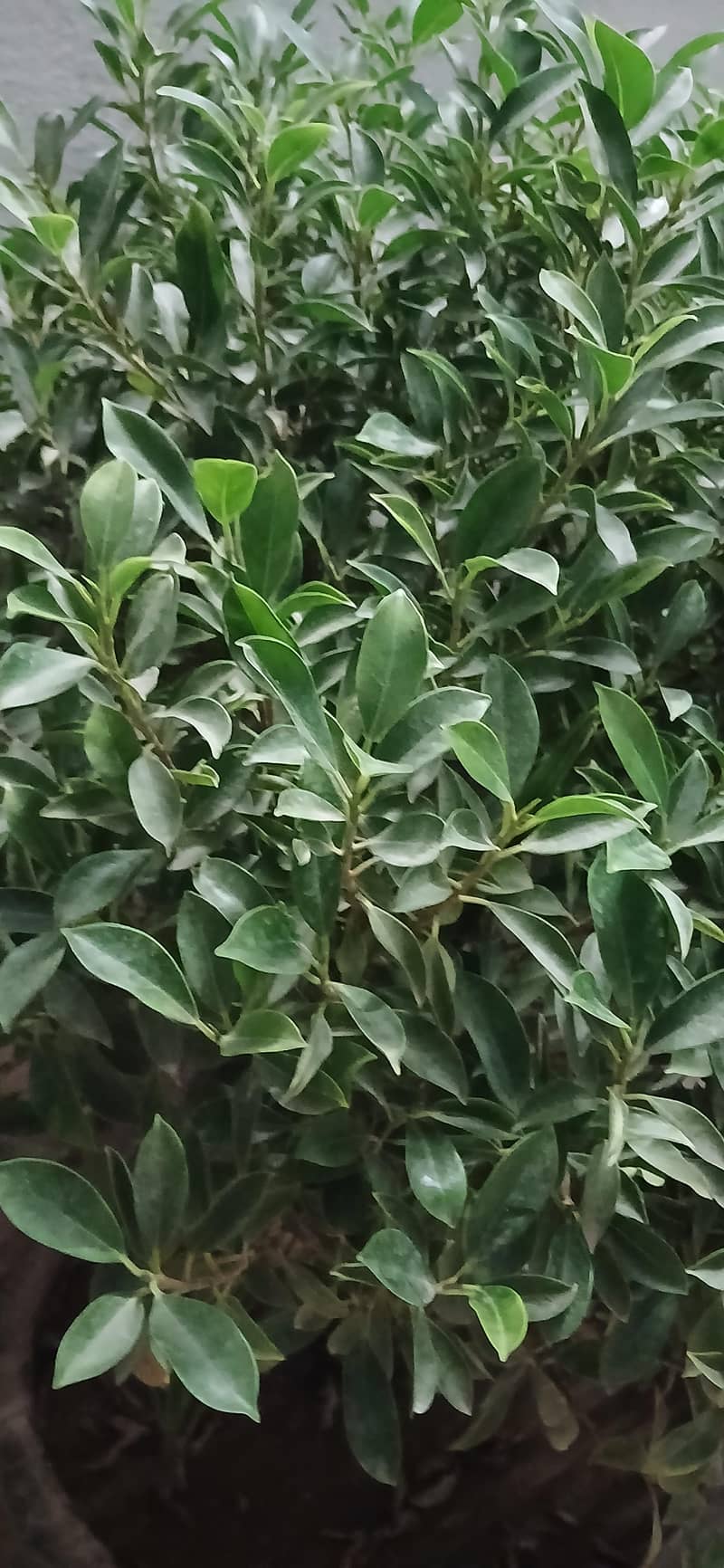 plant 1