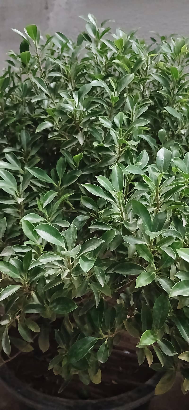 plant 2