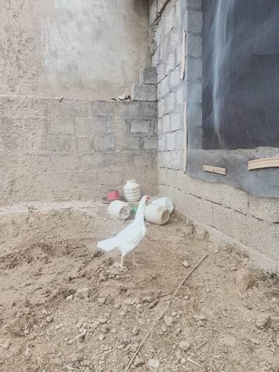 mianwali cross female,male paper white