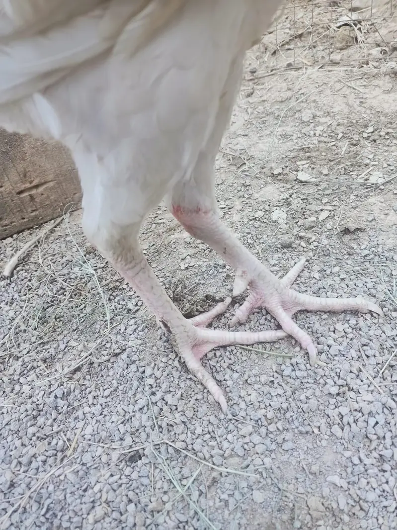 mianwali cross female,male paper white — photo 2