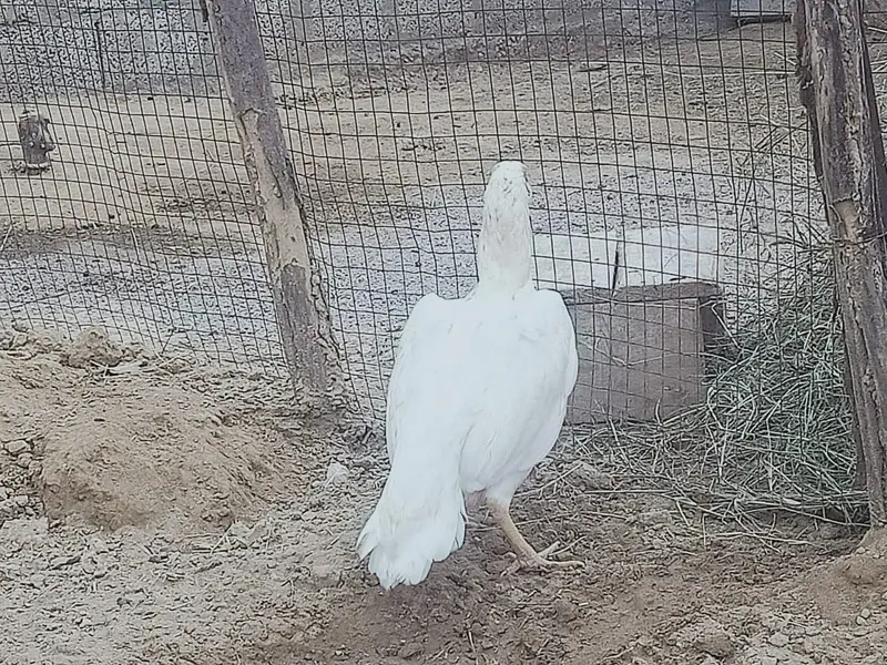 mianwali cross female,male paper white — photo 3