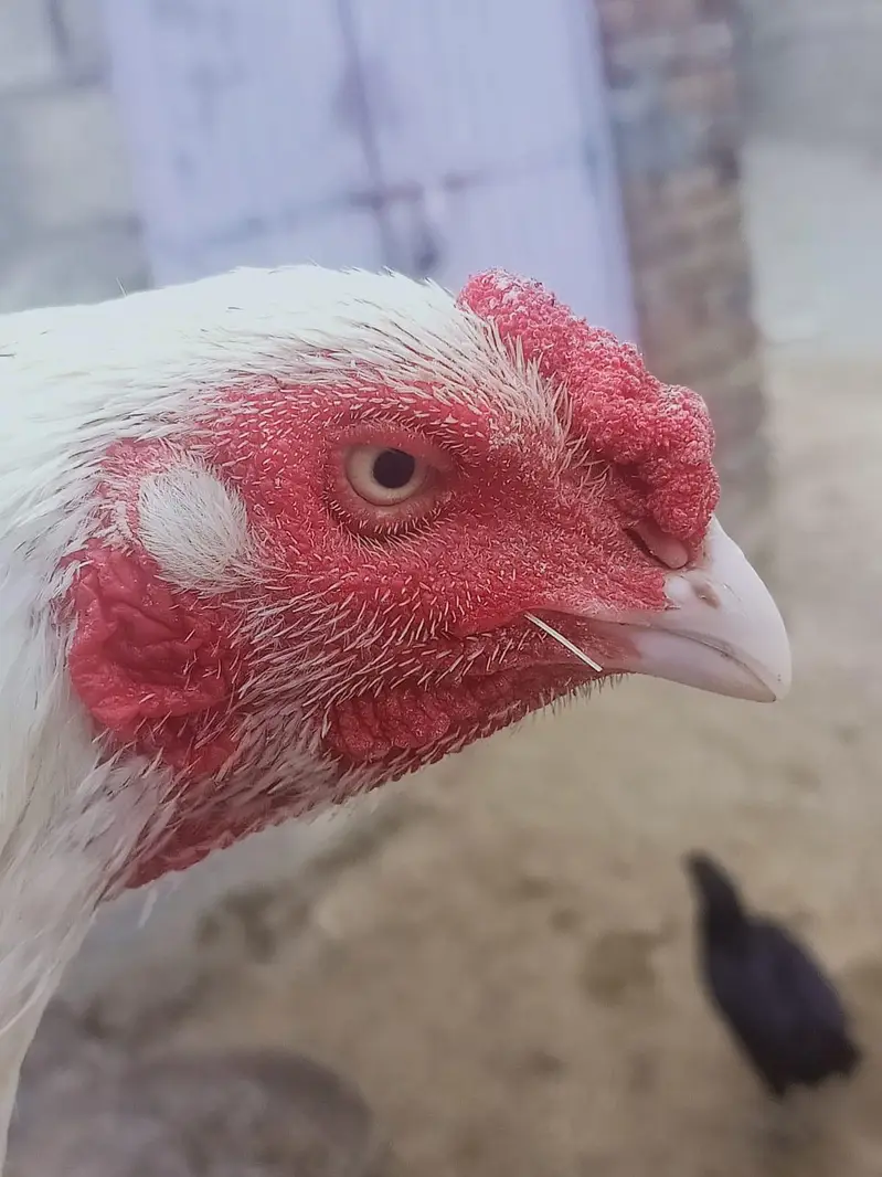 mianwali cross female,male paper white — photo 4