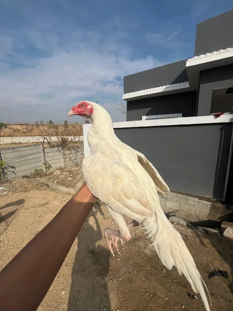 mianwali cross female,male paper white — photo 5