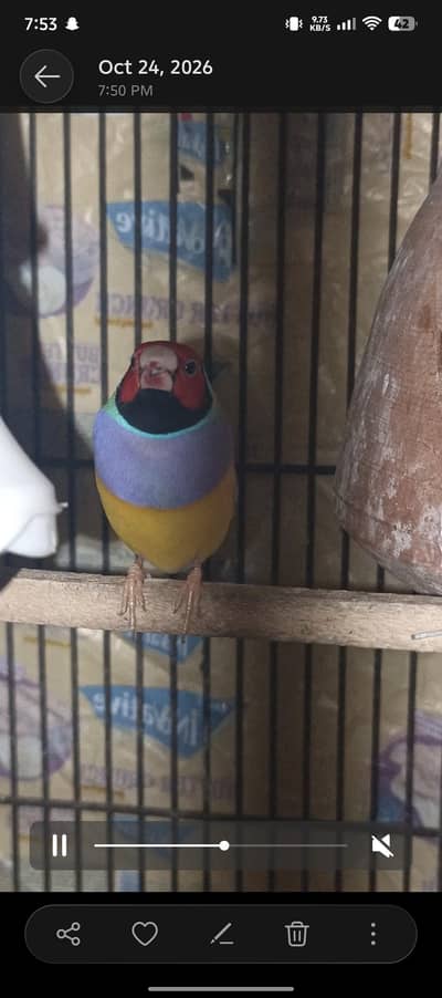for sale ha goildian male blue split sirf male ha