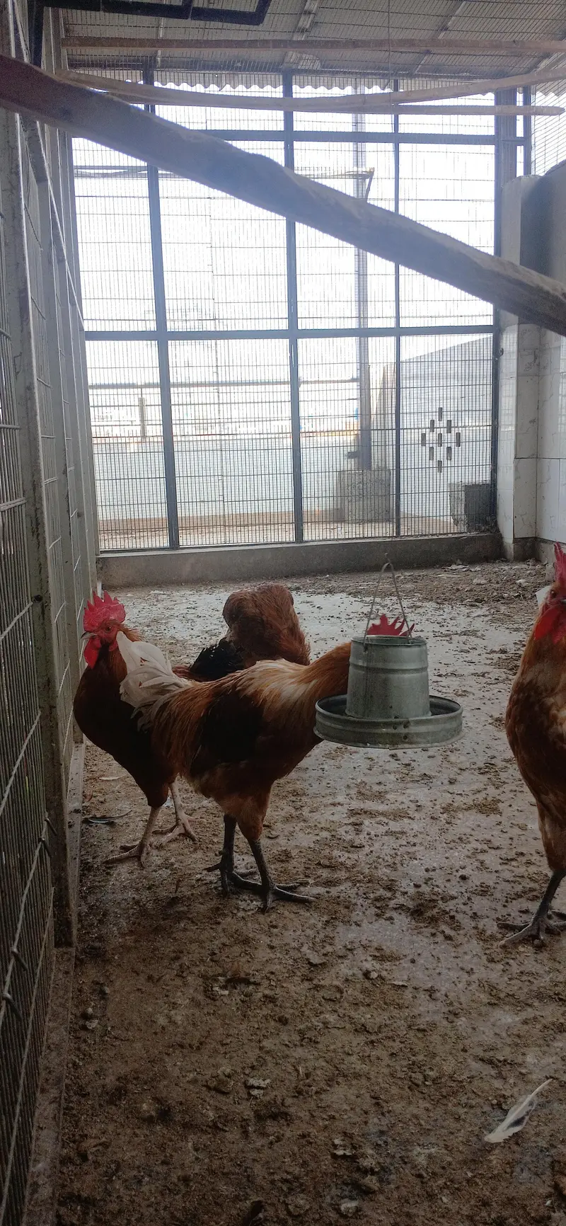 Golden Misri Murgy — photo 5
