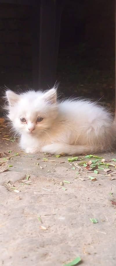 Cutee
