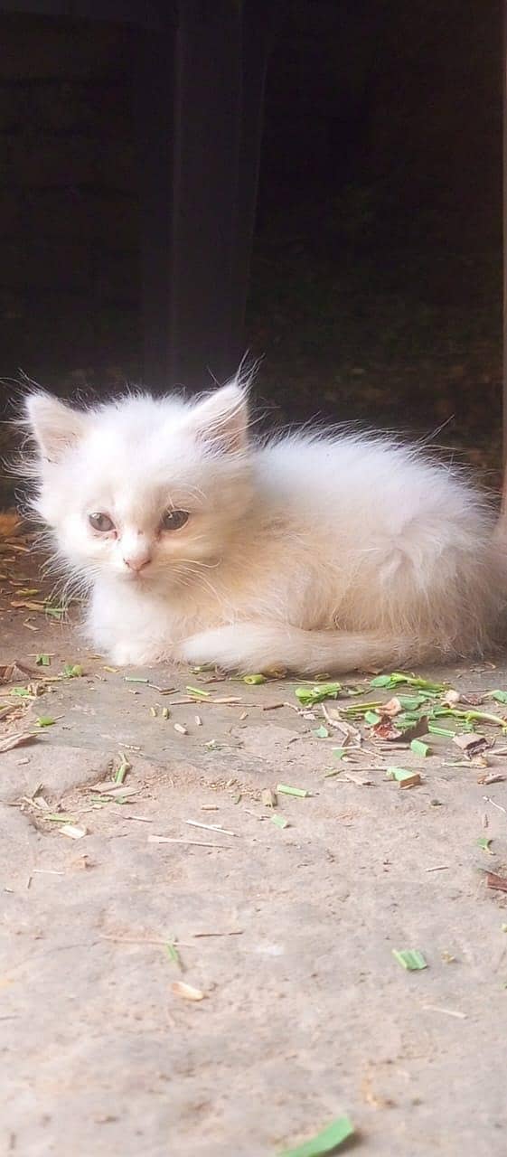 Cutee 0