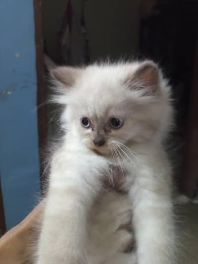 Cute Kittens for Sale at a Reasonable Price