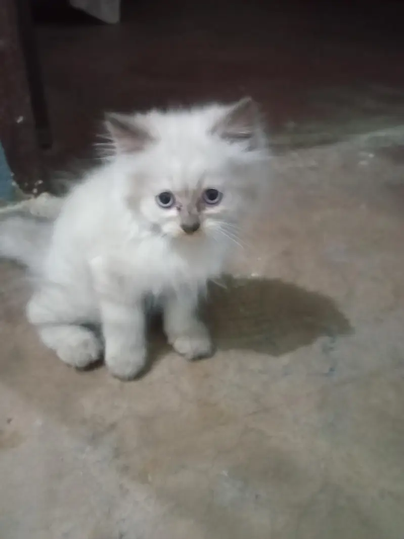 Cute Kittens for Sale at a Reasonable Price — photo 2