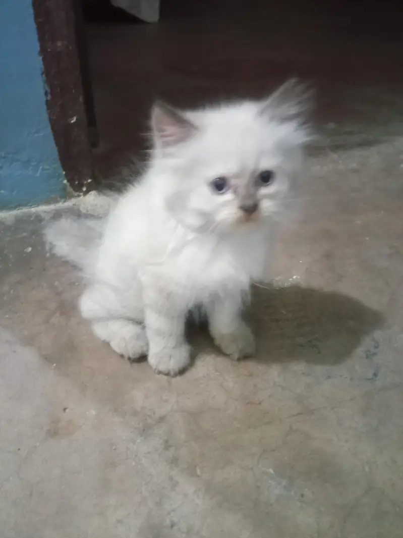 Cute Kittens for Sale at a Reasonable Price — photo 3