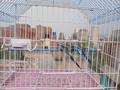 budgies breeder pair + extra male  + cage available