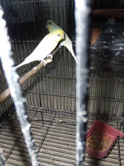 red eyes pair deedar pair male failo ma ha maddi red ate ha